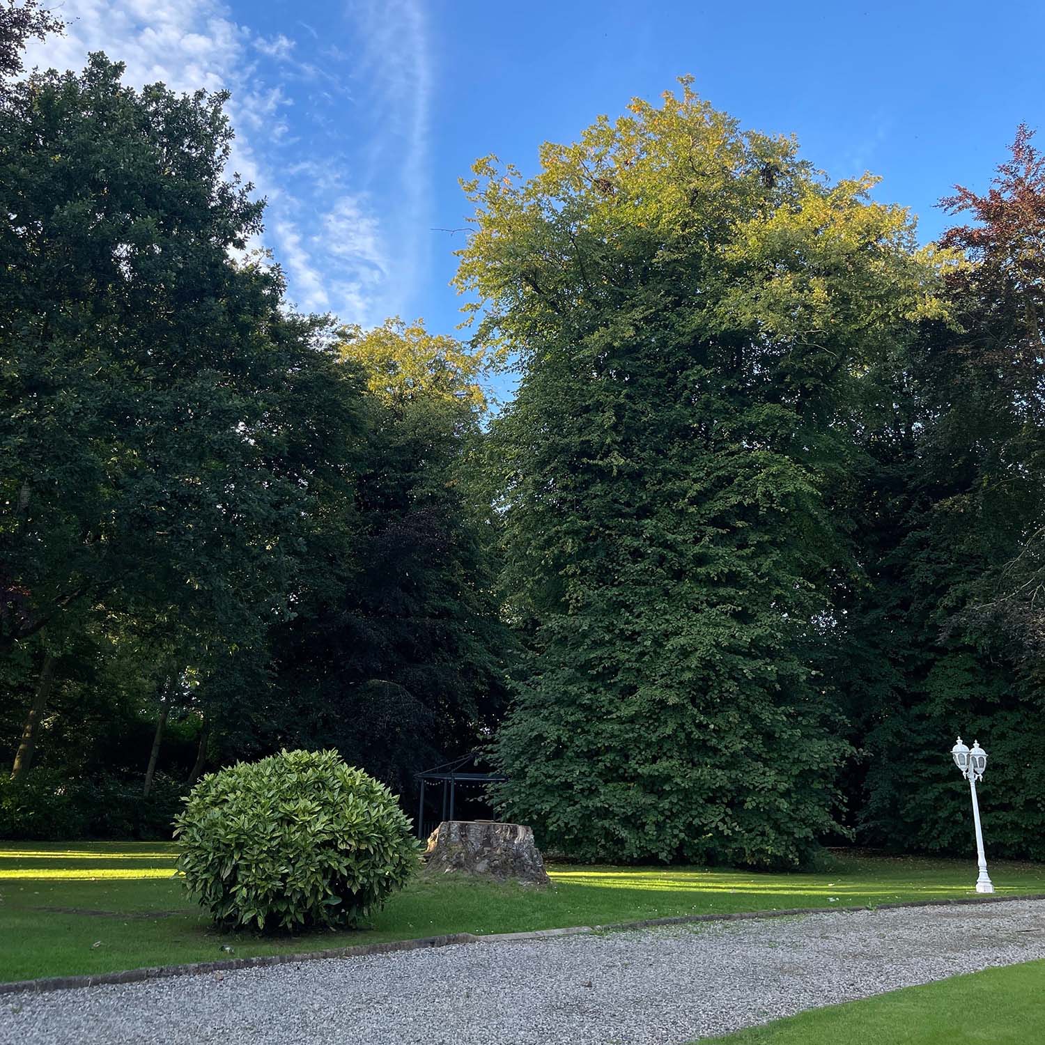 Trees and greenery