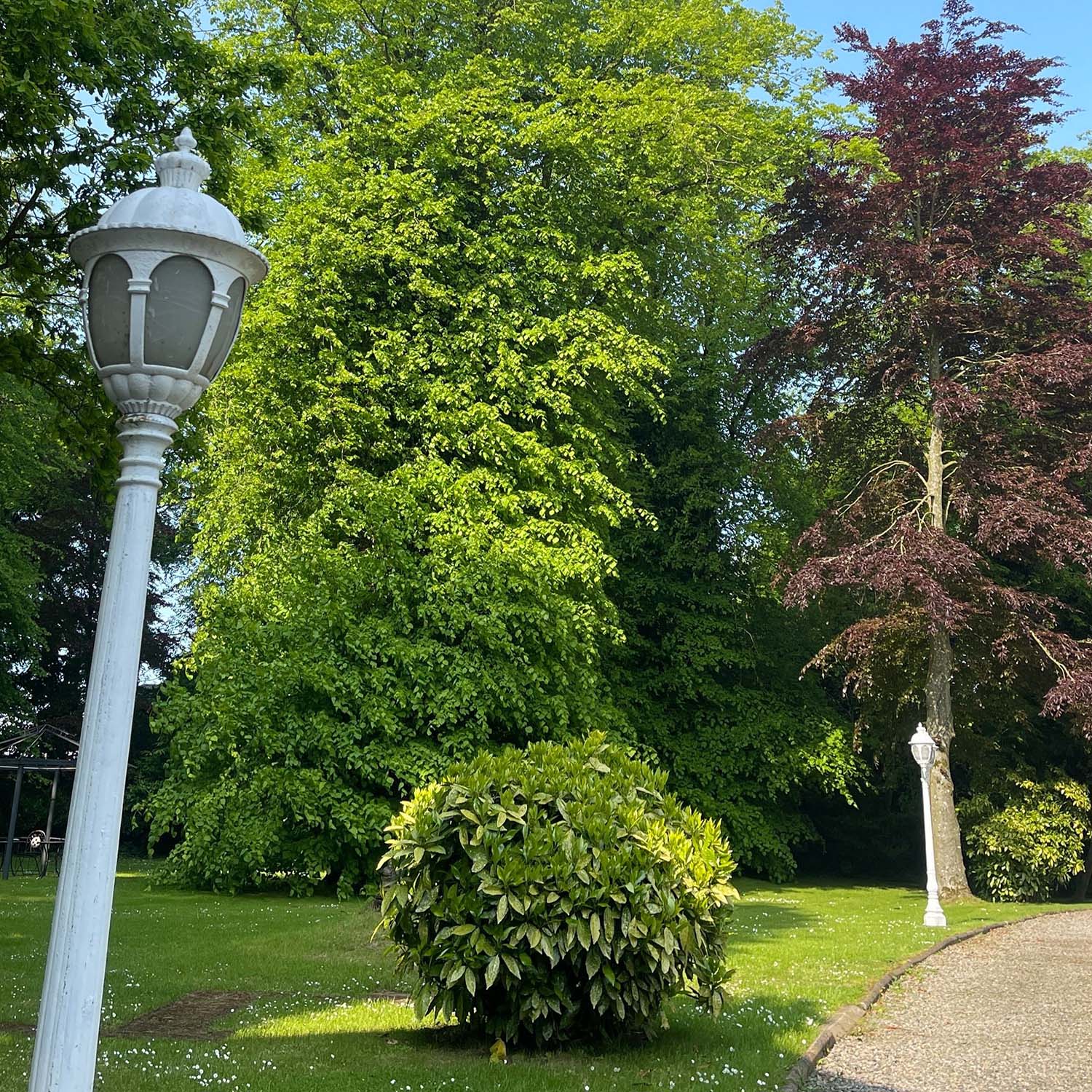 Close up of the trees